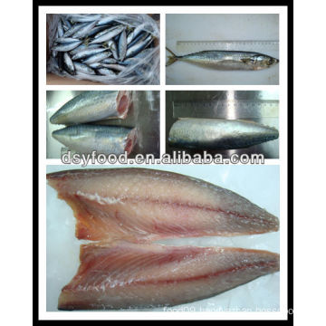 frozen pacific mackerel W/R